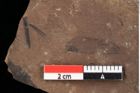 Foto (Detailansicht) von Pinus goethana Unger (NHMW-GEO-2024-0188-0286)